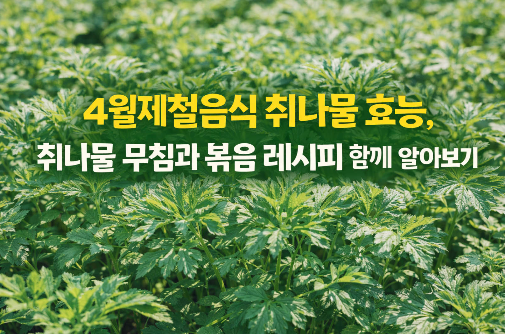 4월제철음식 취나물 효능 취나물 무침과 볶음 레시피 함께 알아보기
