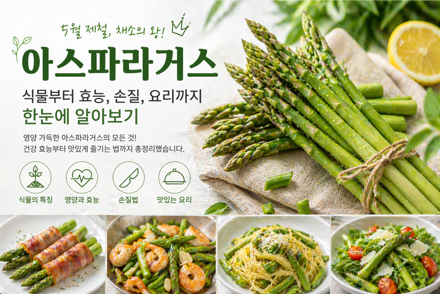 5월 제철 음식 아스파라거스 식물부터 효능, 손질, 요리까지 한눈에