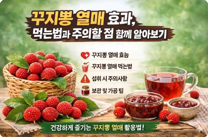 꾸지뽕 열매 효과 먹는법 주의사항까지
