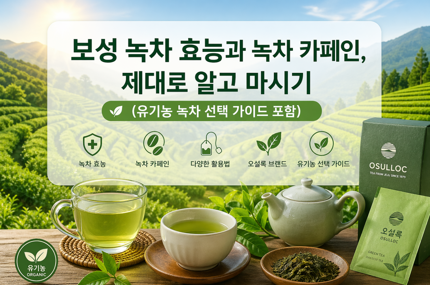 보성 녹차 효능과 녹차 카페인, 제대로 알고 마시기 (유기농 녹차 선택 가이드 포함)