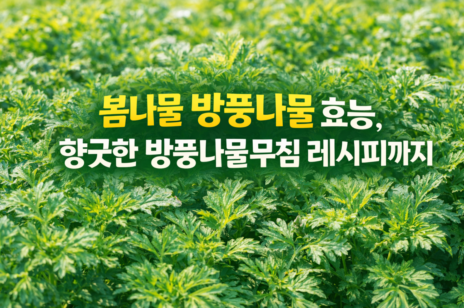봄나물 방풍나물효능 향긋한 방풍나물무침 레시피까지
