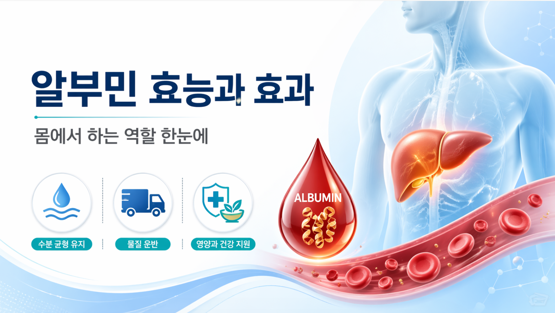 알부민 효능과 효과, 우리 몸에서 어떤 역할을 할까? 먹는 법까지 정리