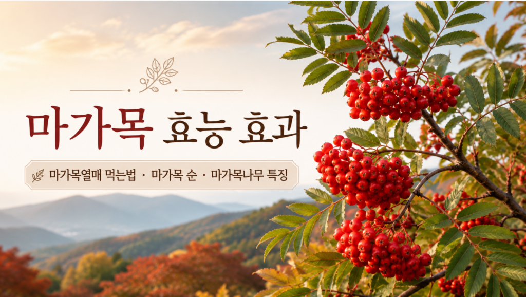 마가목 효능 효과와 마가목 열매 먹는법 마가목 순, 마가목 나무 특징까지 2 마가목 효능 효과와 마가목 열매 먹는법 마가목 순, 마가목 나무 특징까지